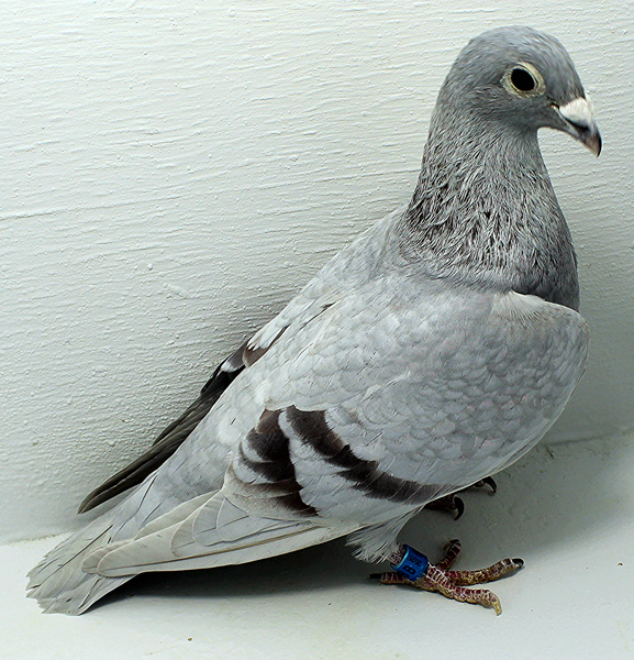 Band: 6897 IPB B 2025